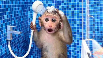 The Monkey and the Magic Rainbow Eggs