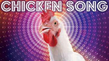 Funny Disco Chicken Dance Show for Kids